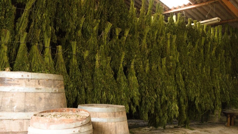 Foto de matojos de cáñamo industrial secando tras la cosecha