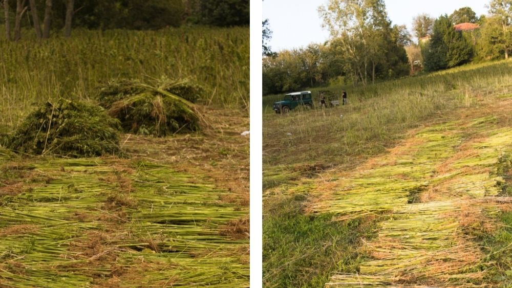 Foto del enriado de cáñamo industrial durante la cosecha en Asturias
